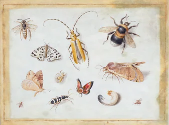 Eine Studie von Schmetterlingen und anderen Insekten